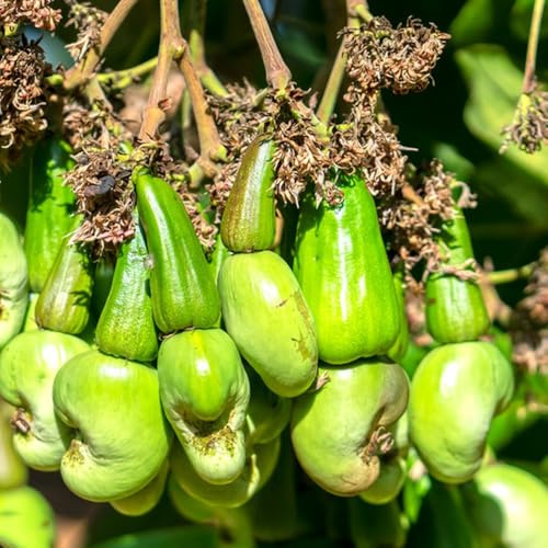 Semillas de anacardos - Anacardos Anacardium occidentale en resistentes a las nueces balcón resistentes columnar resistente - Serie de raras 30pcs