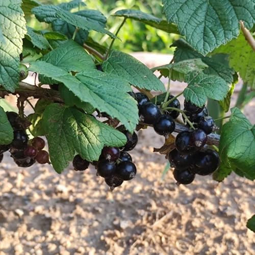 johannisbeeren samen, johannisbeerstrauch obstbäume deko pflanzen bio saatgut stachelbeeren pflanzen seltene pflanzen garten hochbeet frisches obst topfpflanzen draußen winterhart 50pcs