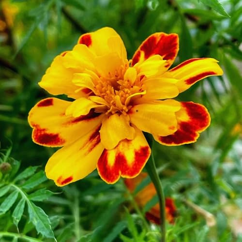 Semi di calendula - vecchie varietà Tagetes patula - semi di esotiche da giardino resistenti 450pcs