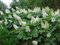 Oakleaf Ortensia, Hydrangea quercifolia, 150 semi (Fast, Appariscente, Fall Color)