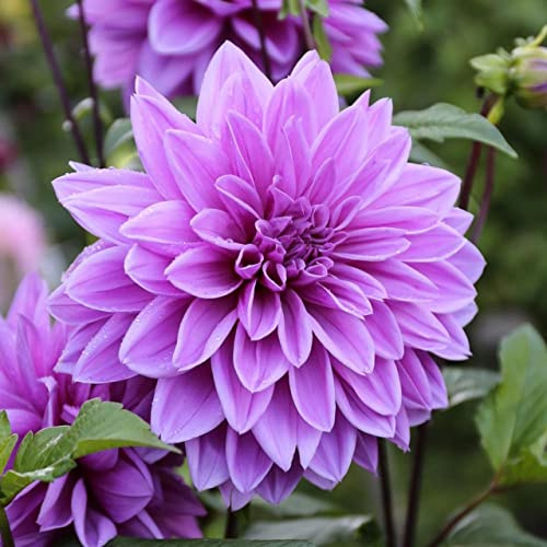 Votaniki Lilac Time Dahlia Bulbs - Perennial, Lilac Time Dinnerplate Flowering Dahlia Bulb | Blooms Year After Year - Perfect for Cut Flowers or Garden Display (1 Pack)