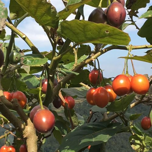 albero di pomodori - tamarillo - da orto rialzate balcone serra rare e resistenti in vaso da giardino perenni resistenti Coltivare verdi semi di rampicanti 150semi