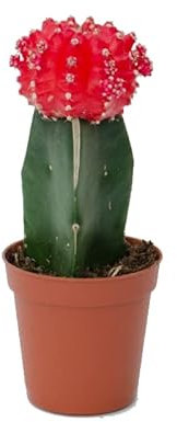 Cactus Injertado Mix Color Gymnocalycium en Maceta Pequeña Cactus de Interior y Exterior