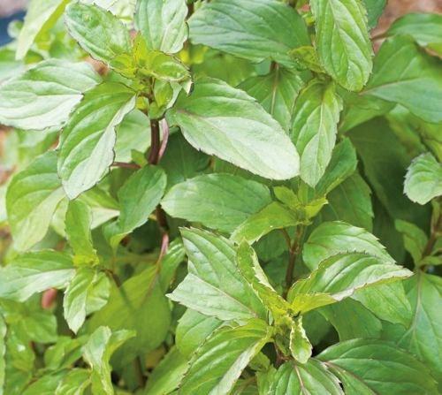 Fresh Seeds - Semi di erbe - Menta piperita - 20.000 Semi:Seeds