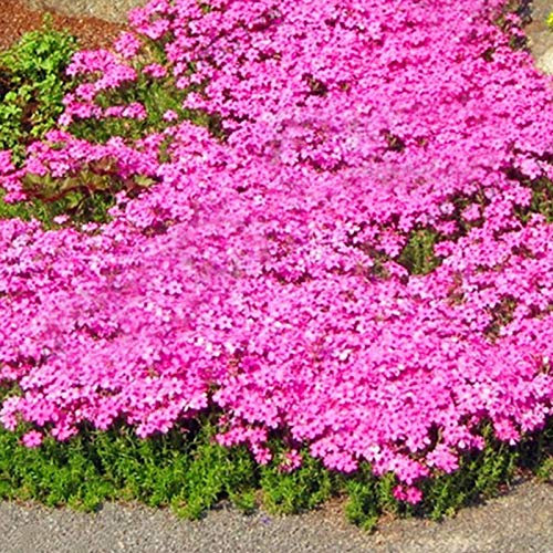500 Stück Kriechender Thymiansamen – Mehrjährige Bodendecker Pflanzensamen | Nicht-GVO Heirloom Blütensamen | Creeping Thyme Seeds Ground Cover zur Aussaat im Garten (Rosa)