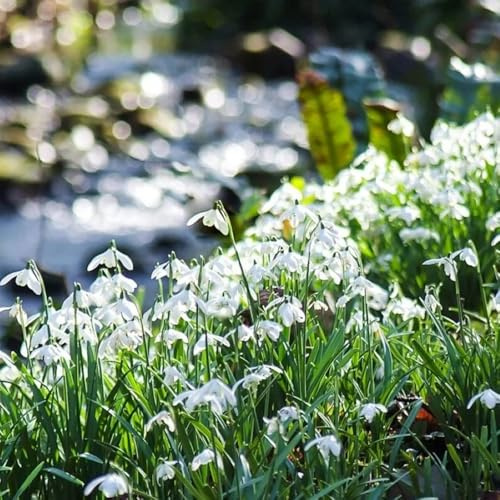 Comprar bulbos de campanillas de invierno, jardín Galanthus nivalis bulbos perennes resistentes ación temprana, 10pcs