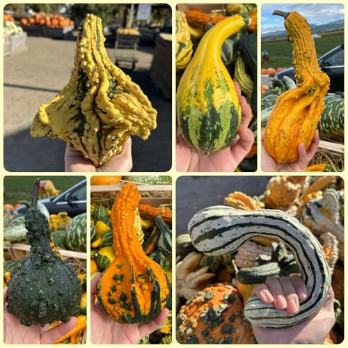 Semillas de calabaza orgánicas, regalos jardin Semillas de calabaza ornamentales, de jardin en resistentes semillas variedades antiguas 150pcs