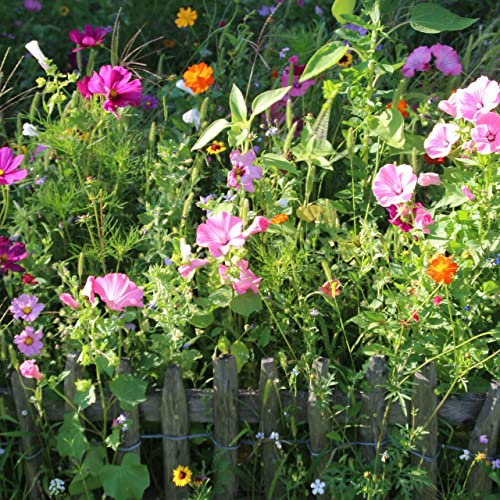 Wild Flowers for Shady Places Wildflower Seeds - Throw to Grow - 2g