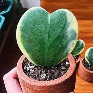 Nouveau frais 70pcs Hoya kerrii graines de plantes