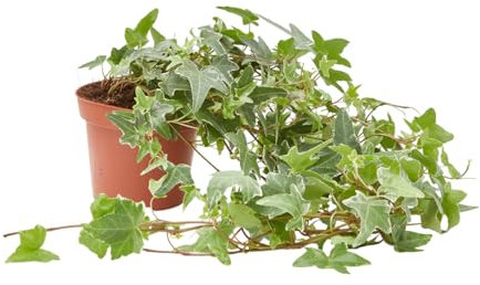 Verdecora Hiedra de Exterior Maceta Ø13 cm | Hedera Helix | Planta Natural Trepadora y Colgante | Surtido de Variedades Verdes y Variegadas para Jardines, Vallas o Macetas | 1 Unidad