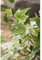 Efeu 'White Ripple' - Hedera helix, winterhart, grün-weißes Laub, in Gärtnerqualität von Blumen Eber - 12 cm
