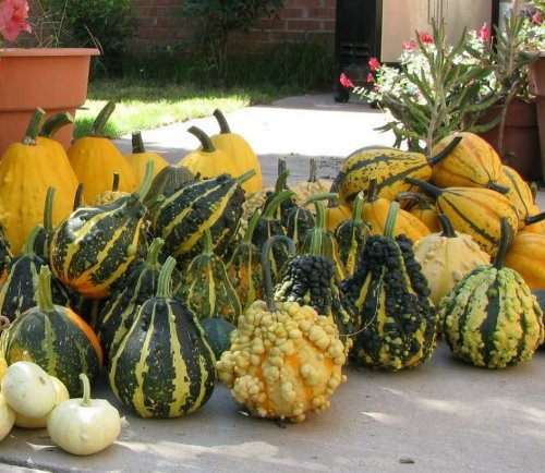 Bio 30 semi di Zucchina cimelio ornementale zucchina F29:Grani