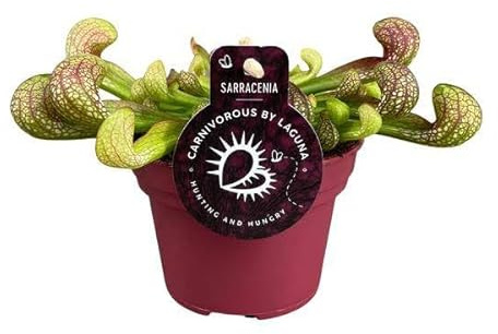 Papageien-Schlauchpflanze Sarracenia Psittacina – Zimmerpflanze – Ø12cm – 13cm – Exotische Fleischfressende Pflanze – Pflegeleicht & Halbschatten geeignet