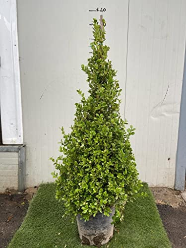 VIVAIO GARDEN FOREST Buxus Sempervirens Arborescens Piramide, Bosso Sempreverde Ornamentale, Pianta da Esterno Potabile per Giardino, Siepi, Bordure e Arte Topiaria