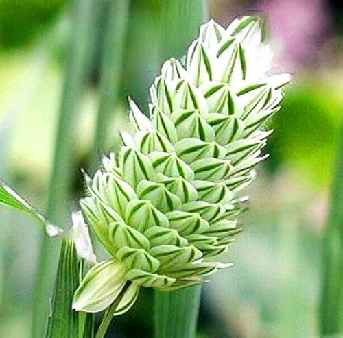 Canary Grass 500 Seeds + Plant tag + Freebie - Ornamental Grass - Phalaris canariensis