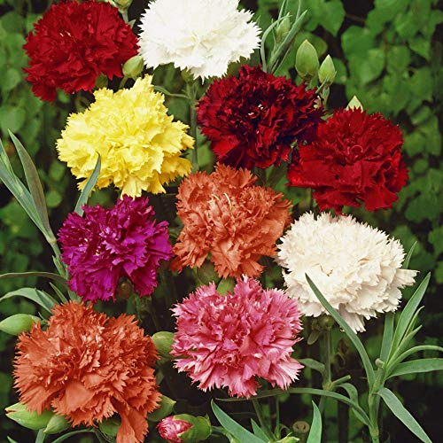 Garofano Chabaud Giganti colori misti 100 semi minimo giardino fiore pianta