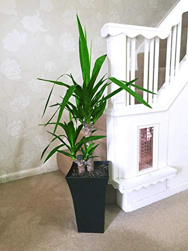 Easy Plants 1 grande plante double sans colonne Yucca dans un pot Milano noir brillant – 90/100 cm de hauteur