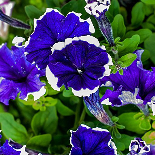Petunia Picotee - Surfinia - 100 semi - Nana Petunia Hybrida Multiflora Blue - NPWS