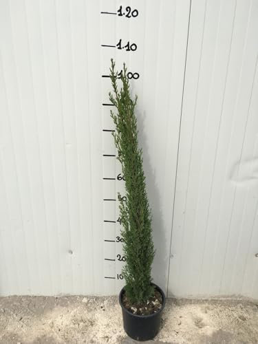 Cupressus Sempervirens Totem (Cipresso) vaso 18cm foto reali H 80cm Cipresso Totem (Cupressus Sempervirens Totem) - Conifera Sempreverde da Giardino e Vaso - vaso 18cm, H 80cm