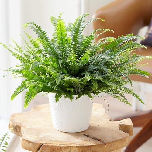 Boston Fern Plant in a 9cm Pot - Perfect Indoor Plant for Beginners - Nephrolepis exaltata (3 Plants)