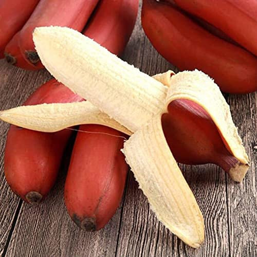 Haloppe 100 Stück Bananenfrucht-Samen für die Bepflanzung des Hausgartens, Bananensamen-Bananen-Tropensamen für Zuhause Bananensamen