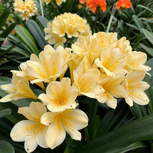 Semi di Clivia, Clivia miniata, semi di esotiche semi di campo autunnali dalla resistente 50pcs