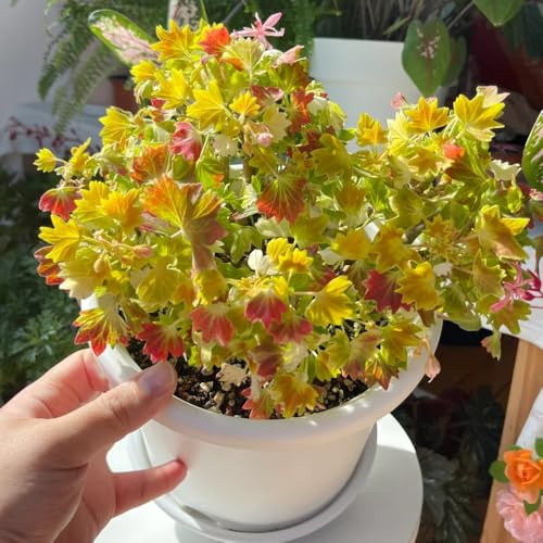 semillas de geranios pelargonio Decoración orgánica balcón de 70pcs