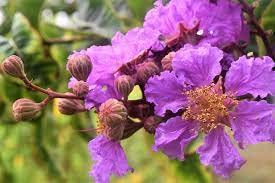 15 Semillas del árbol Embrujo de la India (Lagerstroemia speciosa)
