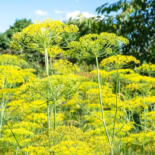 Semi di aneto, semi di selvatiche Aneto graveolens, prodotti sostenibili da giardino roccioso resistenti resistenti per il giardino balcone con 300pcs