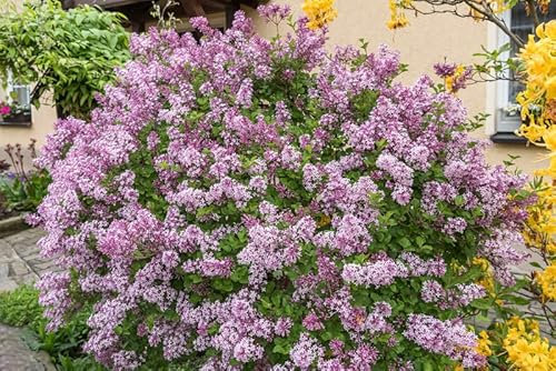 Zwerg-Duftflieder 'Palibin', kleinbleibend, 30-40cm im Topf