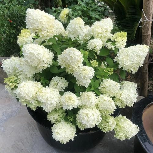 100 pcs Rispenhortensie Samen - Hydrangea Paniculata, winterharte pflanzen bodendecker winterhart Rispenhortensie Winterhart Samen, blumensamen balkon balkon pflanze bienenweide saatgut