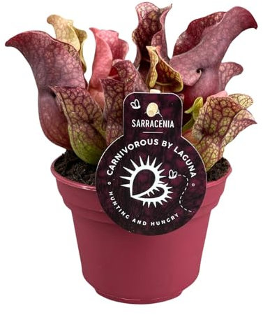 Sarracénie - 20cm - Ø12cm - Plante d'intérieur - Vert persistant