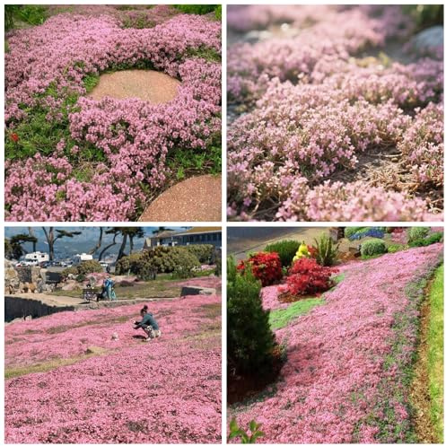 20000+ Timo Strisciante rosa per piantare all'aperto, giardino, Per la copertura del prato