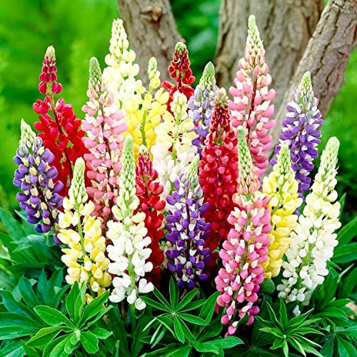 Lupinen Kollektion (10 Pflanzen), Mix von Lupines 5 Sorten, 2 von jeder Farbe, Winterhart und Mehrjährig, Stauden aus Holland (kein Samen, Zwiebeln und nicht künstlich), Weiß-Rot-Rosa-Violett Farben