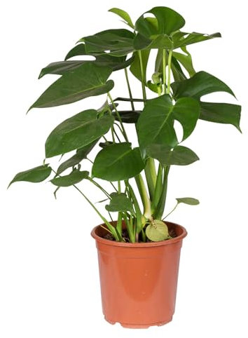 Monstera deliciosa, Topf-Ø 21 cm, Höhe ca. 50-70 cm