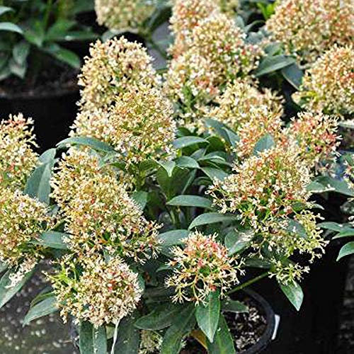 Skimmia Japonica 'Godrie's Dwarf'- Skimmia du Japon 'Godrie's Dwarf' 20-25 cm en conteneur