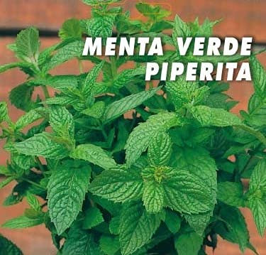 Menta Piperita Semi in Busta