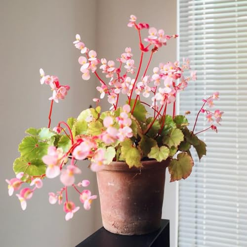 semillas de begonia decoración de sala estar Begonia trucha interior fáciles cuidar semillas lugares soleados verdes exóticas verano interior 300pcs