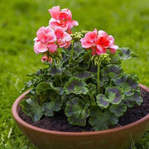 lamphle 200 Stück Geraniensamen, Blumenpflanze, Büro, Bonsai, Hausgarten, Balkon, Hofdekoration, Blumen-, Obstbaum- und Gemüsesamen 200pcs Geraniensamen