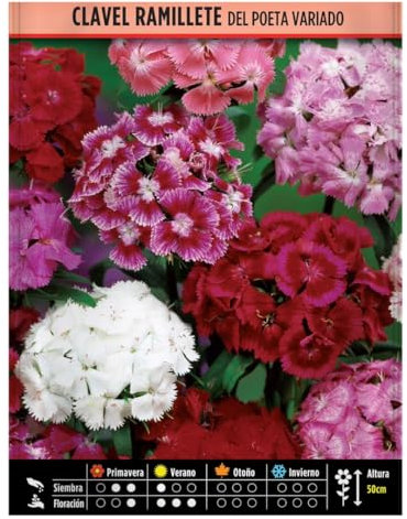 Semillas Horticolas - Clavel ramillete del Poeta Vdo
