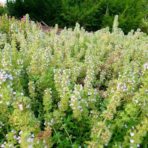 semi di timo biologici - resistenti da balcone, interno per giardini rocciosi primaverili del 300pcs