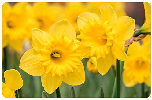Blue Magic Design 20 Yellow Daffodil Narcissus Garden Bulb Spring Flowering Tazetta Wisley Minnow
