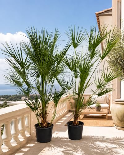 Vinterhård dvärgpalm 240 cm stam 90 cm Chamaerops Humilis En av de köldolerantaste palmerna i Europa