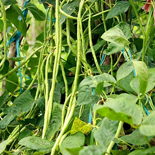 Haloppe 200 Stück lange Bohnen-Gemüse-Samen für die Bepflanzung des Hausgartens, lange Bohnen-Samen nahrhafte Gemüse-Hausgarten-Bauernhofpflanze Lange Bohnen Samen