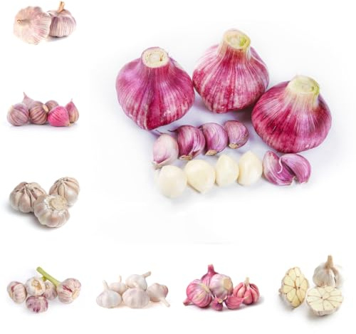 semillas de ajo, resistentes ajo cocina de jardín, exótico culinarias, raras, 500pcs