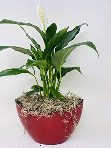 Jmbambo - Peace Lily Spathiphyllum with Pot 9x5'' Inches 5'' Tall Indoor Air Purification Plant for Home