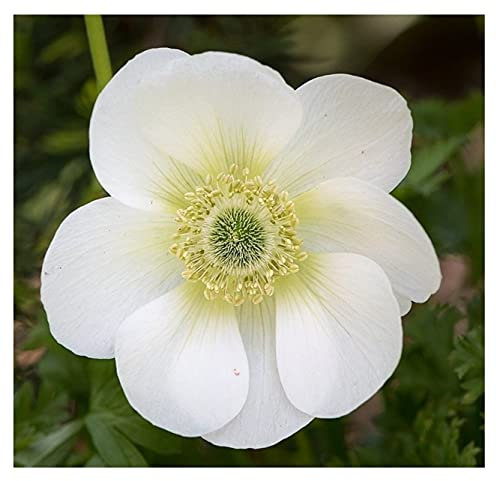 20x Anemone Coronaria The Bride White Spring Summer Flowering Corms Garden De Caen Perennial Flower Plant Bulbs Size 5/6