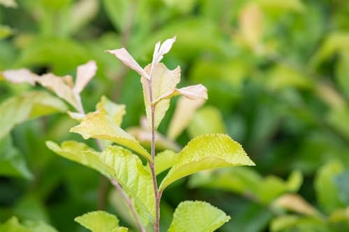 Japanische Glanzmispel Photinia villosa 60-100 cm winterhart Heckenpflanze