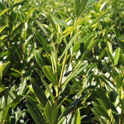 Prunus laurocerasus 'Caucasica' – Dense Evergreen Cherry Laurel for Hedges & Screening, Fragrant White Flowers & Red/Black Berries – 2X 3.5 Litre Pot by Thompson and Morgan