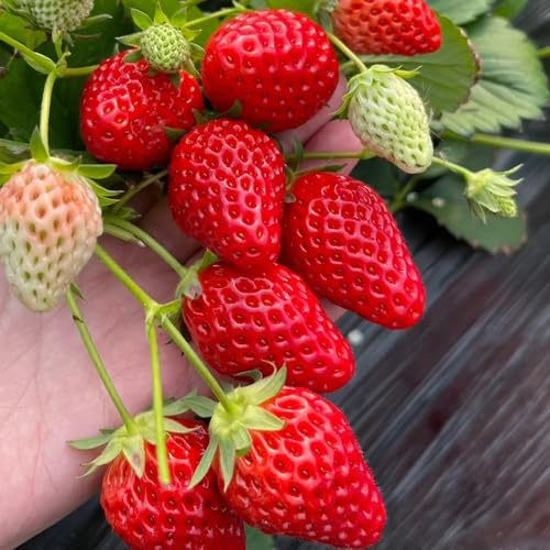 semillas fresas balcon, jardín resistentes perennes interior 85pcs